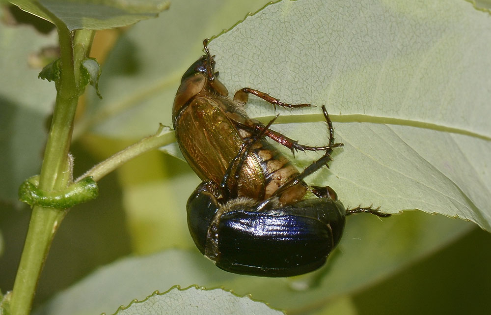 Anomala dubia, Rutelidae